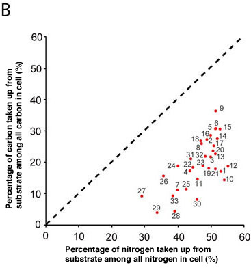 In the image to the left of the graph above, the uptakes of carbon and of nitrogen by each of the cells (surrounded by the white dotted lines) is indicated. The graph shows that the percentage of nitrogen uptake is high in all of the analyzed cells (positioned in lower right of graph). This means that much nitrogen was taken up when microorganisms are placed in a test tube containing energy-generating nutrients. From this we can surmise that the native environment is nitrogen-poor. However, a considerable amount of nitrogen actually exists, as ammonium, in the subseafloor environment, raising the question of why the microorganisms do not take up this nitrogen? Because a living organism requires energy in order to incorporate ammonium in their metabolic pathway, Dr. Morono speculates that the subseafloor microorganisms suppress nitrogen incorporation as a means of conserving their energy. 