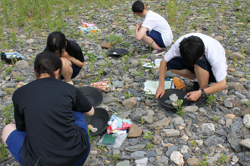 河川敷の岩石を観察しながら、違った種類の岩石を集めています