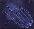 Lobate Ctenophore