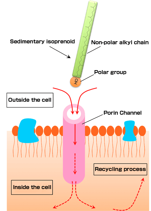 Porin Proteins