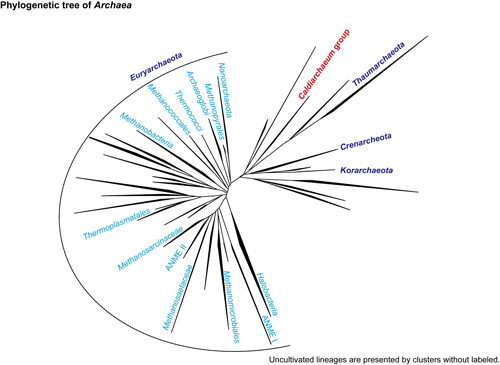 Figure 1: Uncultured lineages of archaea