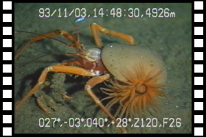 通称「ヤドギン」発見　第192潜航 1993年11月3日