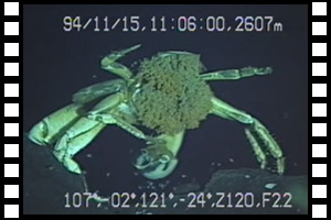 EPRでユノハナガニの産卵場所を発見　第254潜航 1994年11月15日