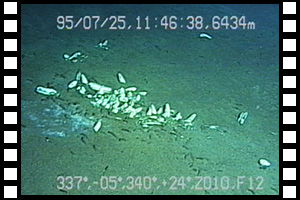 日本海溝で世界最深部のナギナタシロウリガイコロニー発見 第277潜航 1995年7月25日