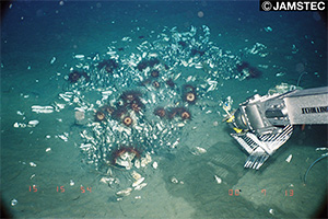 第3天竜海丘で観察された二枚貝群集とイソギンチャク