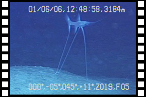 潮岬南東方海域で観察されたオオイトヒキイワシ　第617潜航 2001年6月6日
