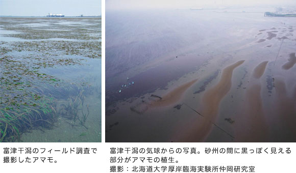 富津干潟のフィールド調査で撮影したアマモ