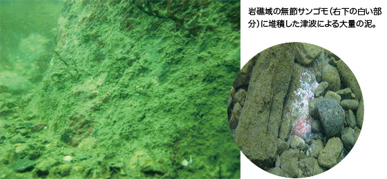 岩礁域の無節サンゴモ（右下の白い部分）に堆積した津波による大量の泥。