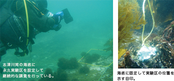 志津川湾の海底に永久実験 区を設定して継続的な調査を行っている。 海底に固定して実験区の位置を示す志津川湾の海底に永久実験 目印。