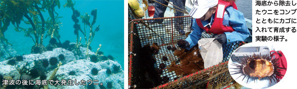 津波の後に海底で大発生したウニ。 海底から除去したウニをコンブとともにカゴに入れて育成する実験の様子。