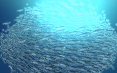 養殖魚計測技術の開発