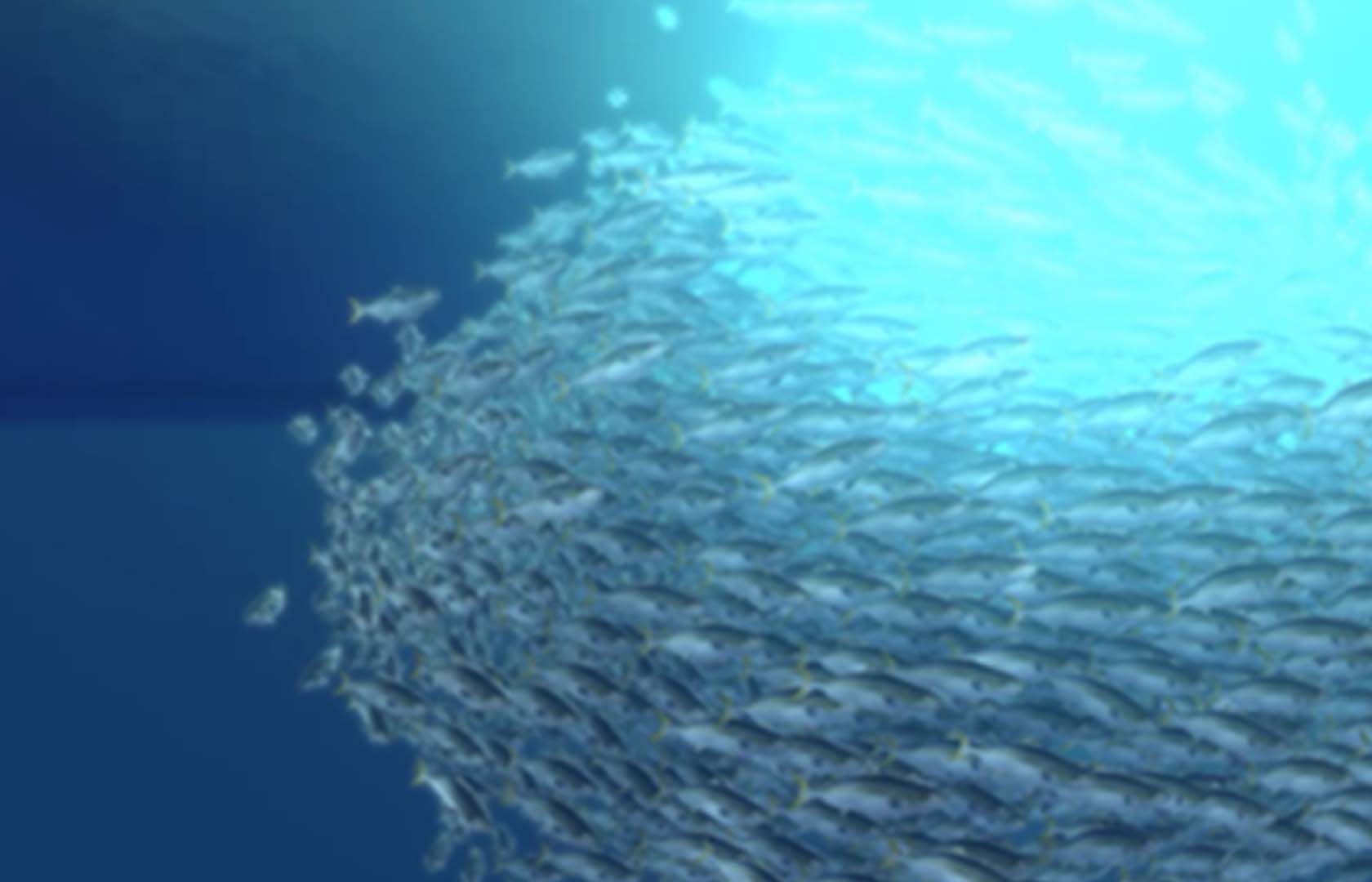 養殖魚計測技術の開発