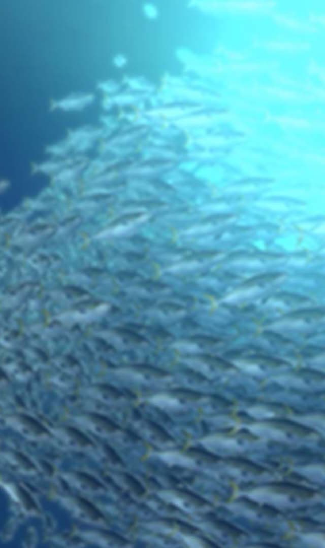 養殖魚計測技術の開発
