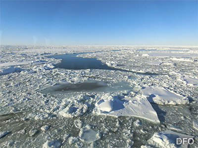 夏に海氷がとけてゆく様子（カナダ漁業海洋省DFOとの共同観測で撮影）