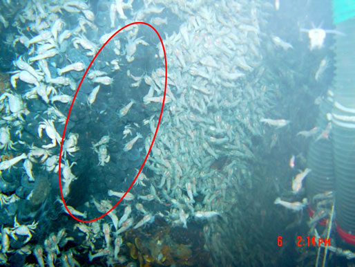 深海の奇妙な巻貝・スケーリーフットの大群集を発見