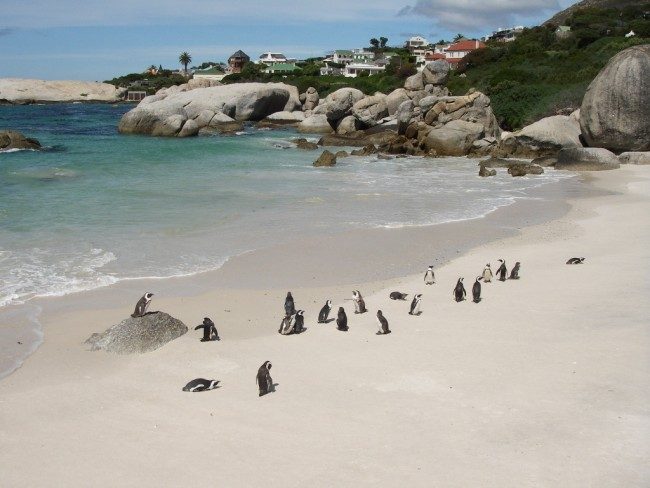 Figure 2.   Penguins enjoying the sun at Boulders Beach near Cape Town. This particular species is called (perhaps somewhat unimaginatively) African penguin. As the name would suggest, it is the only species of penguin native to Africa, where it is limited to the coastal regions of South Africa and Namibia. (photo courtesy of Yushi Morioka, APL)