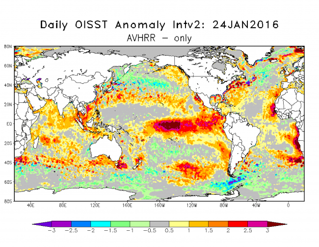 Figure 4. SST anomalies (ºC) measured by satellite on January 24, 2016 (OISST data). Widespread warming can be seen along the coast of southwest Africa. from https://www.ncdc.noaa.gov/oisst