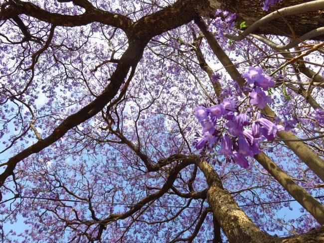 Jacaranda tree in South Africa