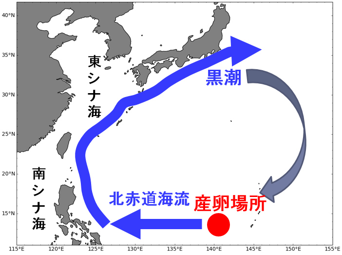 黒潮の変動がウナギに影響を与える 黒潮親潮ウォッチ