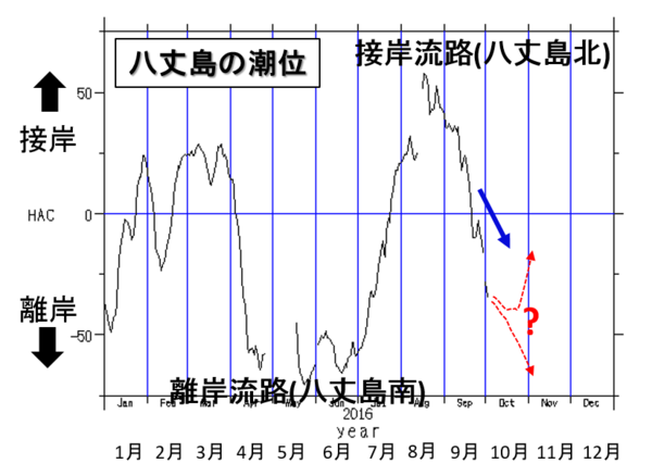 図5: 東京大学大気海洋研究所「潮位データを用いた黒潮モニタリング」の「各潮位データの図示」から、「期間: 2016年までの 1年間」で、「八丈島」でグラフ作成。単位はセンチメートル。矢印と字で注釈を追記した。