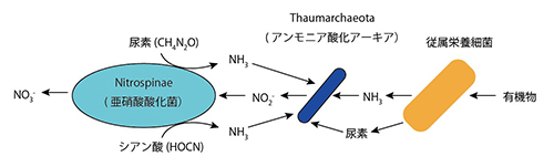 Nitrospinae門亜硝酸酸化菌とアンモニア酸化アーキア間の窒素化合物のやりとり