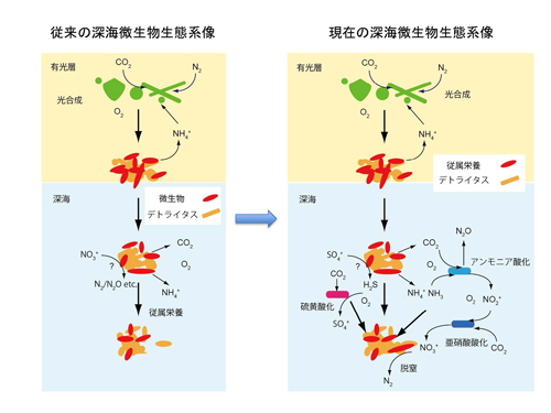 従来と現在の深海微生物生態系像