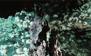 Hydrothermal vents