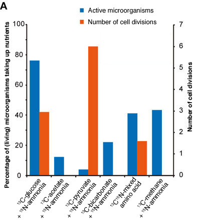 Percentage of microorganisms taking up various nutrients and the number of cell divisions. A maximum of 76% of the microorganisms were taking up nutrients (when glucose and ammonia are included).
