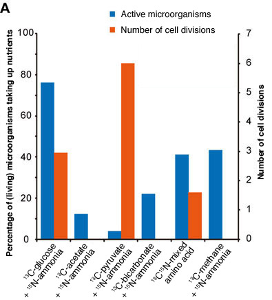 Percentage of microorganisms taking up various nutrients and the number of cell divisions. A maximum of 76% of the microorganisms were taking up nutrients (when glucose and ammonia are included).