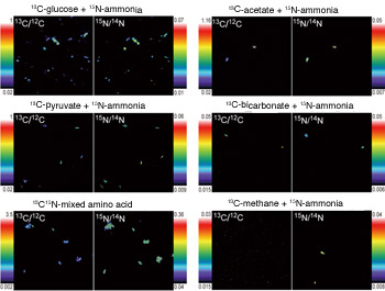 NanoSIMS images of microbial cells that have taken up nutrient resources labeled with stable isotopes of carbon （13C） and nitrogen （15N）. NanoSIMS analysis makes it possible to make visible the elemental content at a spatial resolution as small as 50 nanometers (one nanometer = one-millionth of a millimeter). Given this capacity, it is possible to measure the elemental content of a single cell as small as 0.5–1 micrometer in size (1 micrometer = one one-thousandth of a millimeter).