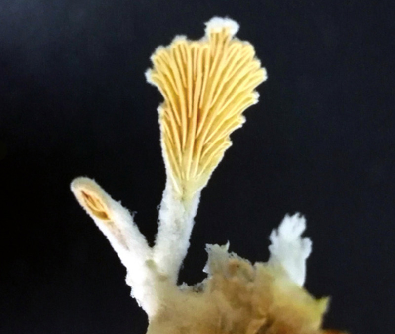 This mushroom grew from fungi (kinurai) collected from ocean drilling into sub sea floor land sediments from about 20 million years ago. The size is ca 1 cm