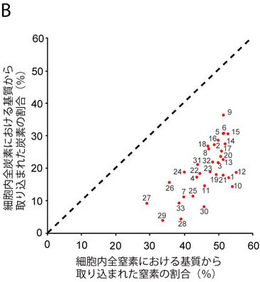 左側の画像で白い点線で囲ったそれぞれの細胞での炭素、窒素の取り込みをグラフで表したもの。このグラフを見ると、分析したすべての細胞において、窒素の取り込み割合が多い（グラフの右下に存在）していることが分かる。これは、環境から取り出してきた微生物が試験管で栄養を与えられると窒素をたくさん取り込んでいることを意味し、ここから、環境中ではこれらの微生物は窒素に欠乏した状態にあるのではないかと推測した。しかし、実際は環境中にアンモニアとして窒素が大量に存在する。何故それが取り込めないのか？アンモニアを体に取り込むためにはエネルギーを必要とする。海底下の環境では微生物が使用エネルギーを節約した結果このような窒素欠乏状態が起こったのではないかと諸野主任研究員は推測している。