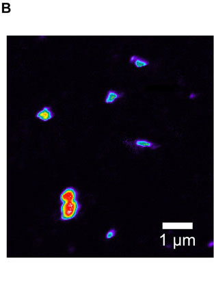 炭素安定同位体（13C）で標識されたグルコースを取り込んだ細胞のNanoSIMS分析画像の例．取り込み量の大小を色の違いで示している。