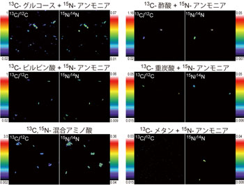 炭素（13C）および窒素（15N）安定同位体でラベルされた栄養源を取り込んだ微生物細胞のNanoSIMS画像. NanoSIMS分析を利用すると最小50ナノメートル（1ナノメートルは100万分の1ミリ）の空間分解能で元素含有量を可視化することが可能なため、細胞一つ（約0.5-1マイクロメートル（1マイクロメートルは1000分の1ミリ））の元素含有量の計測が可能