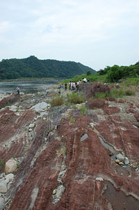 ここ木曽川鵜沼地域では、世界的に有名な二畳紀/三畳紀の境界（約2億5000万年前）付近の露頭が観察できます