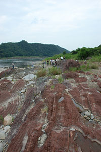 ここ木曽川鵜沼地域では、世界的に有名な二畳紀/三畳紀の境界(約2億5000万年前)付近の露頭が観察できます