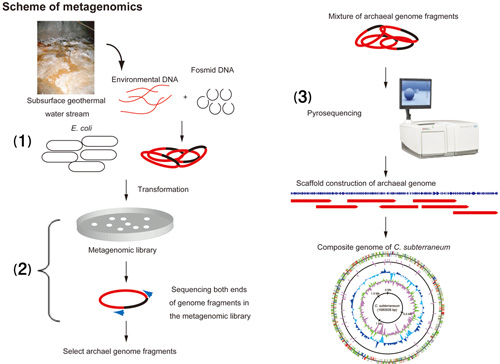 Figure 2: Scheme of metagenomics