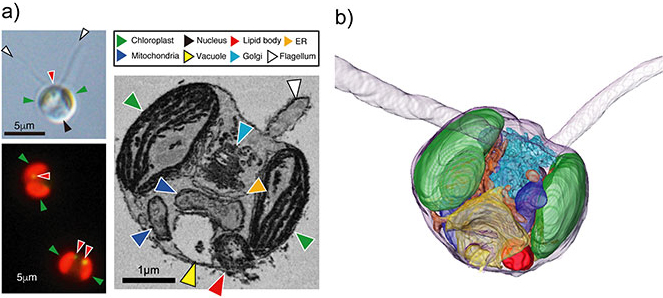 fig.2