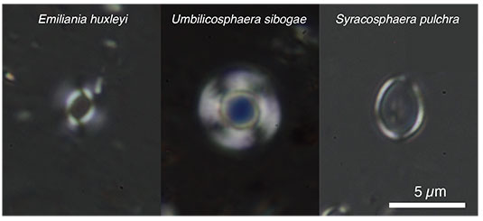 fig.6