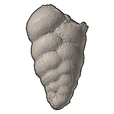 フタスジハリダマ　Bolivina variabilis