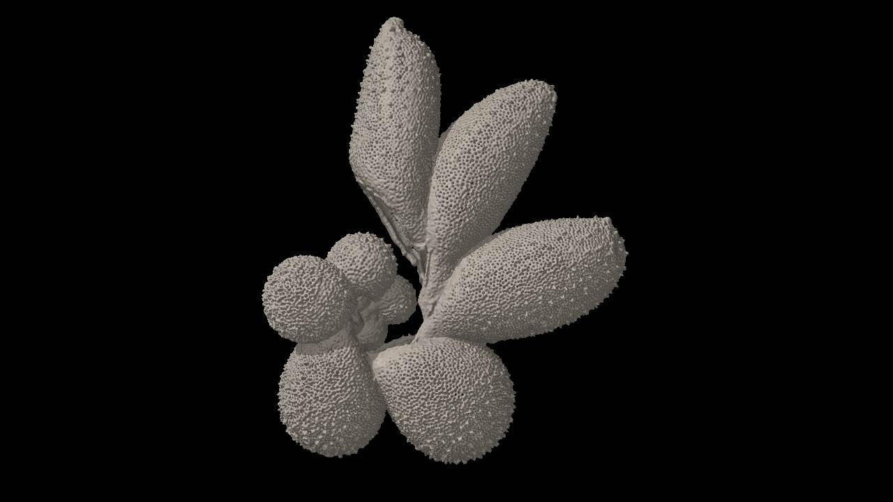 Globigerinella adamsi