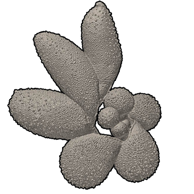 ヒラウキダマ属　Genus Globigerinella