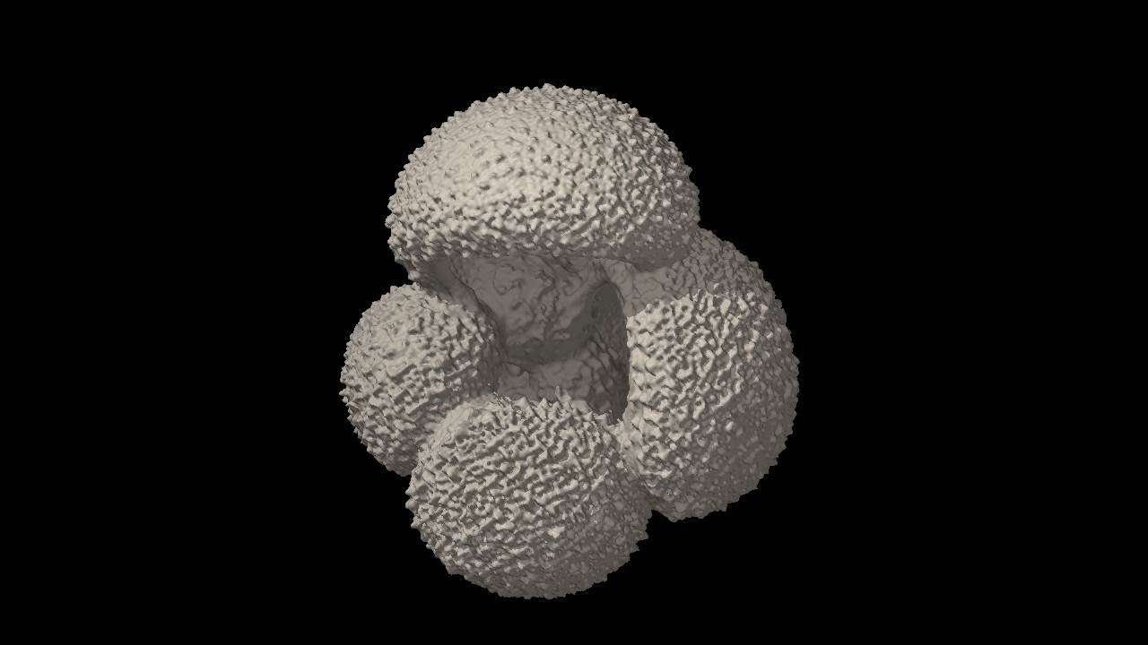 Globigerina bulloides