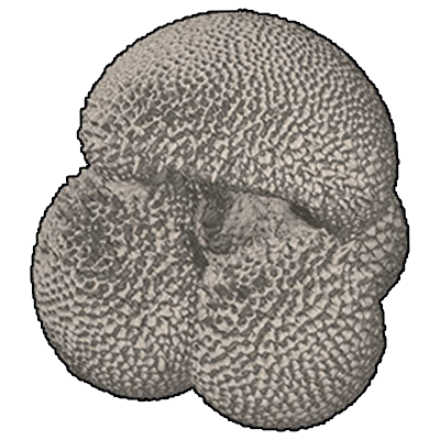 カクマキウキダマ属　Genus Globoquadrina