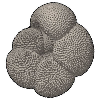 ザラメマキウキダマ属　Genus Neogloboquadrina