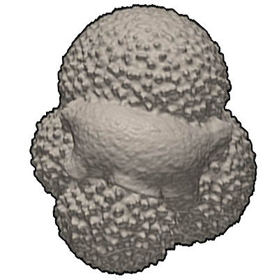 テリウキダマ属　Genus Globigerinita