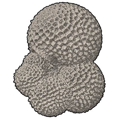 マキウキダマモドキ属　Genus Globorotaloides
