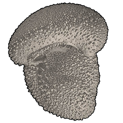 マキウキダマ属　Genus Globorotalia