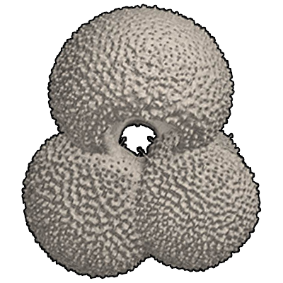アナウキダマ属　Genus Globigerinoides