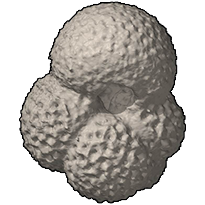 タマコウキダマ属　Genus Globoturborotalita